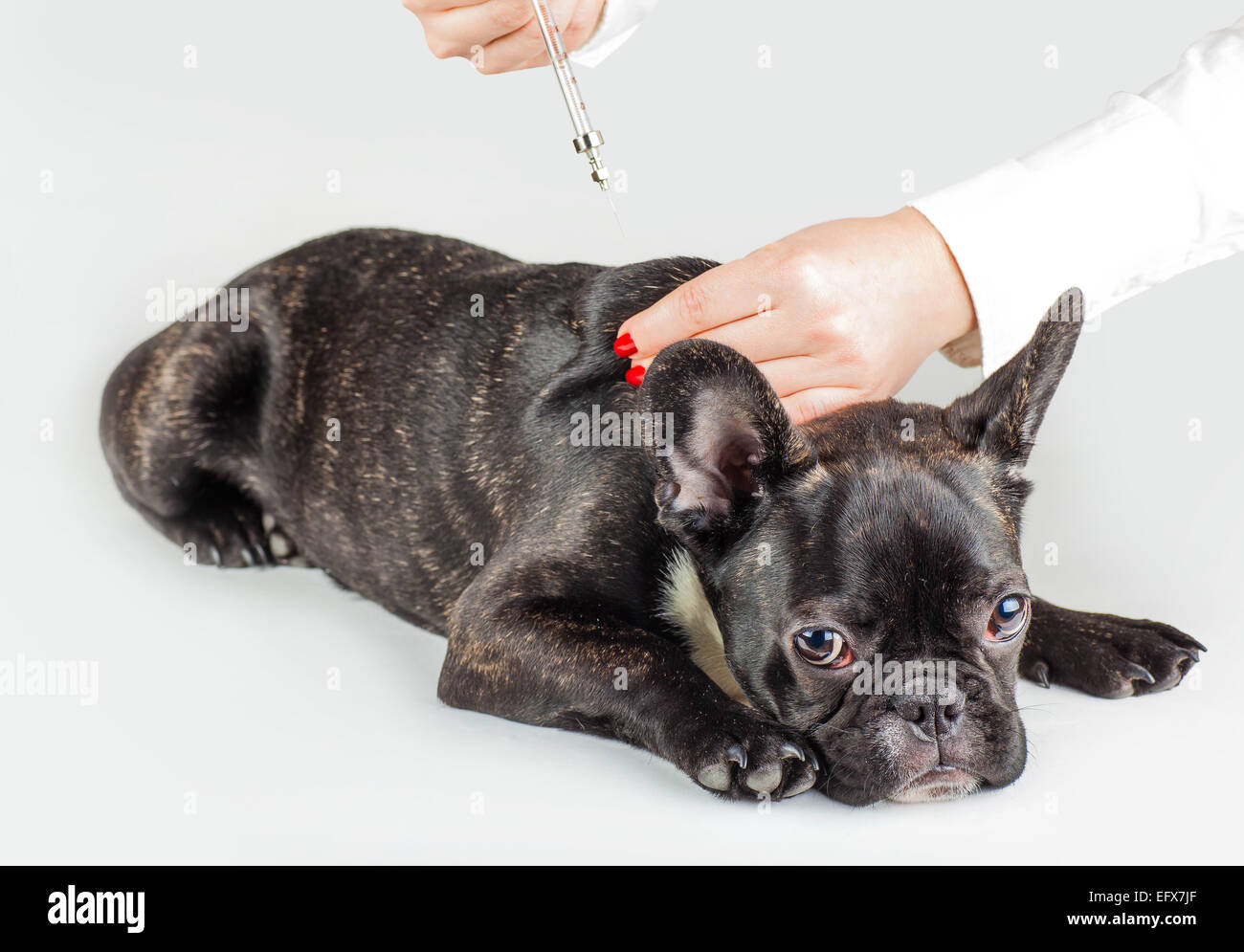 Medico fa un colpo cane di razza bulldog francese Foto Stock