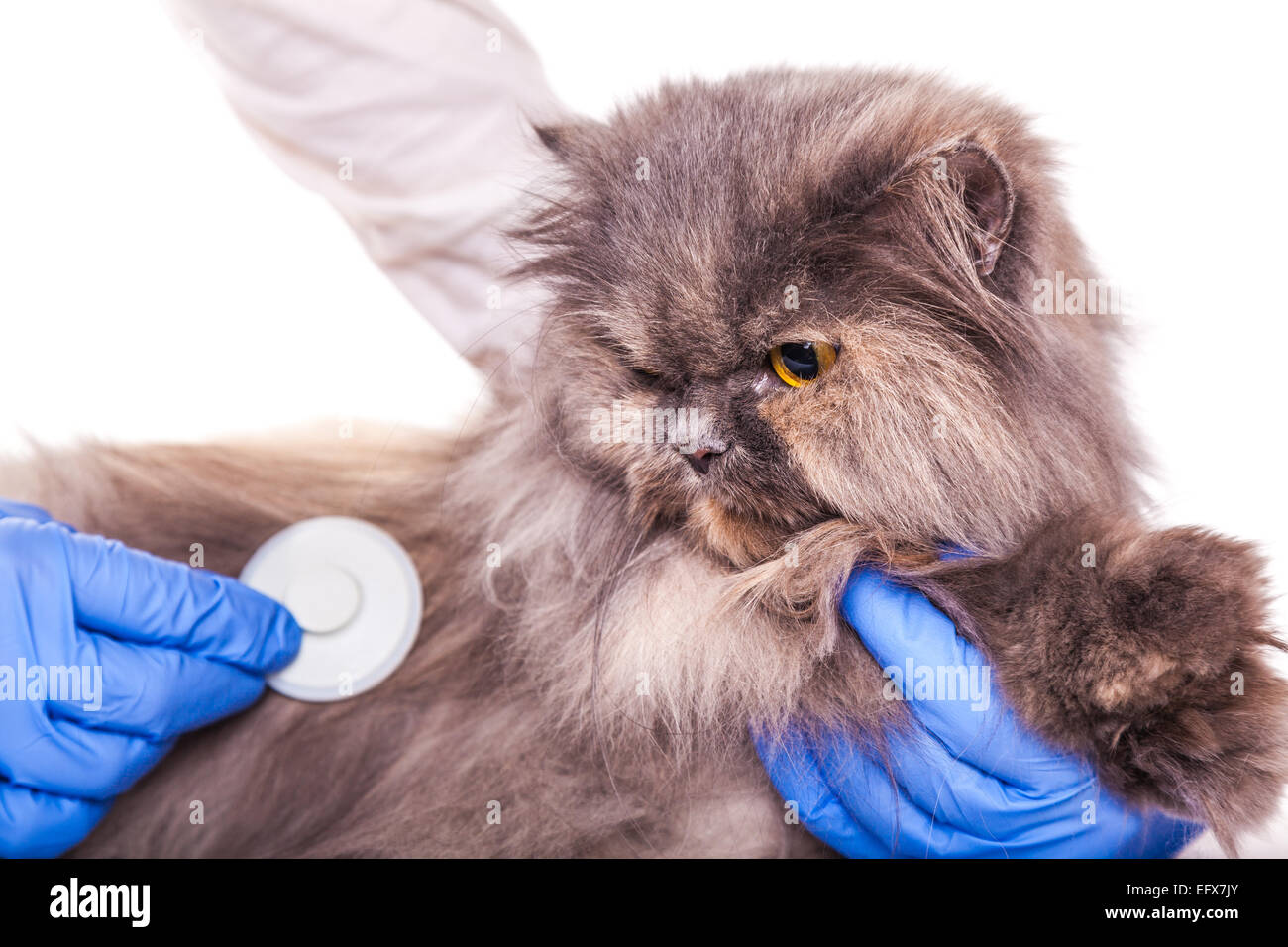 Gatto clinica veterinaria Vet pet medico veterinario stetoscopio gattino cura degli animali malati healthpets sfondo mano umana malati Foto Stock