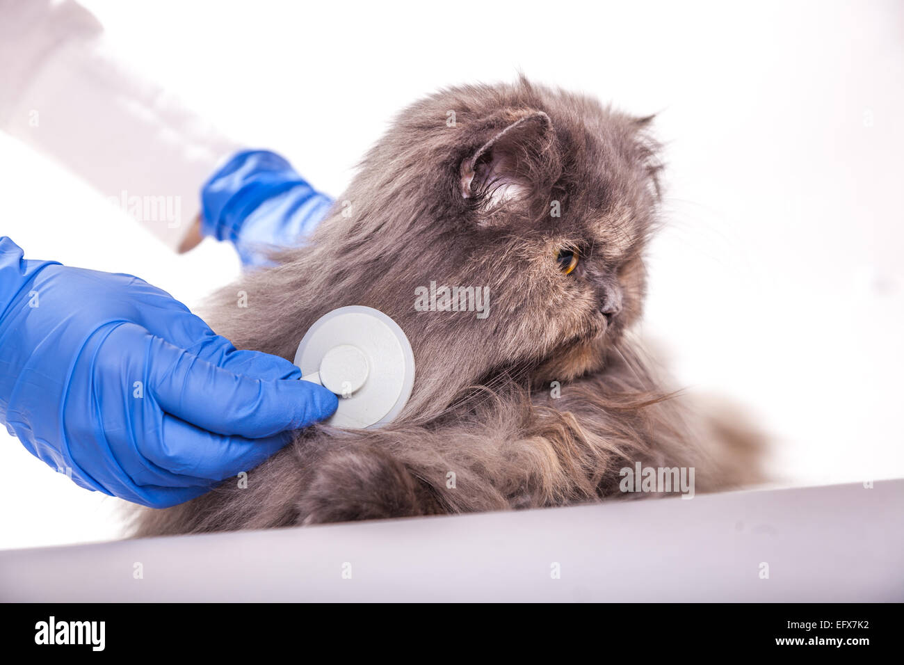 Gatto clinica veterinaria Vet pet medico veterinario stetoscopio gattino cura degli animali malati healthpets sfondo mano umana malati Foto Stock
