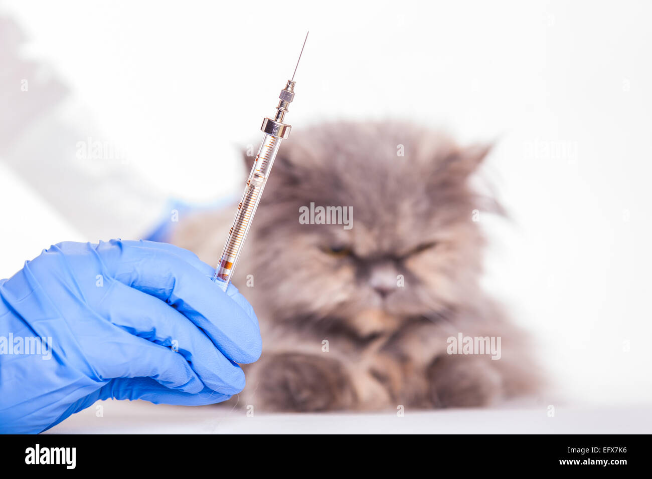 Cat vet veterinario per la cura degli animali Animali gattino medico specialista di medicina clinica iniettare iniezione di vaccino veterinaria Sanità bianco Foto Stock