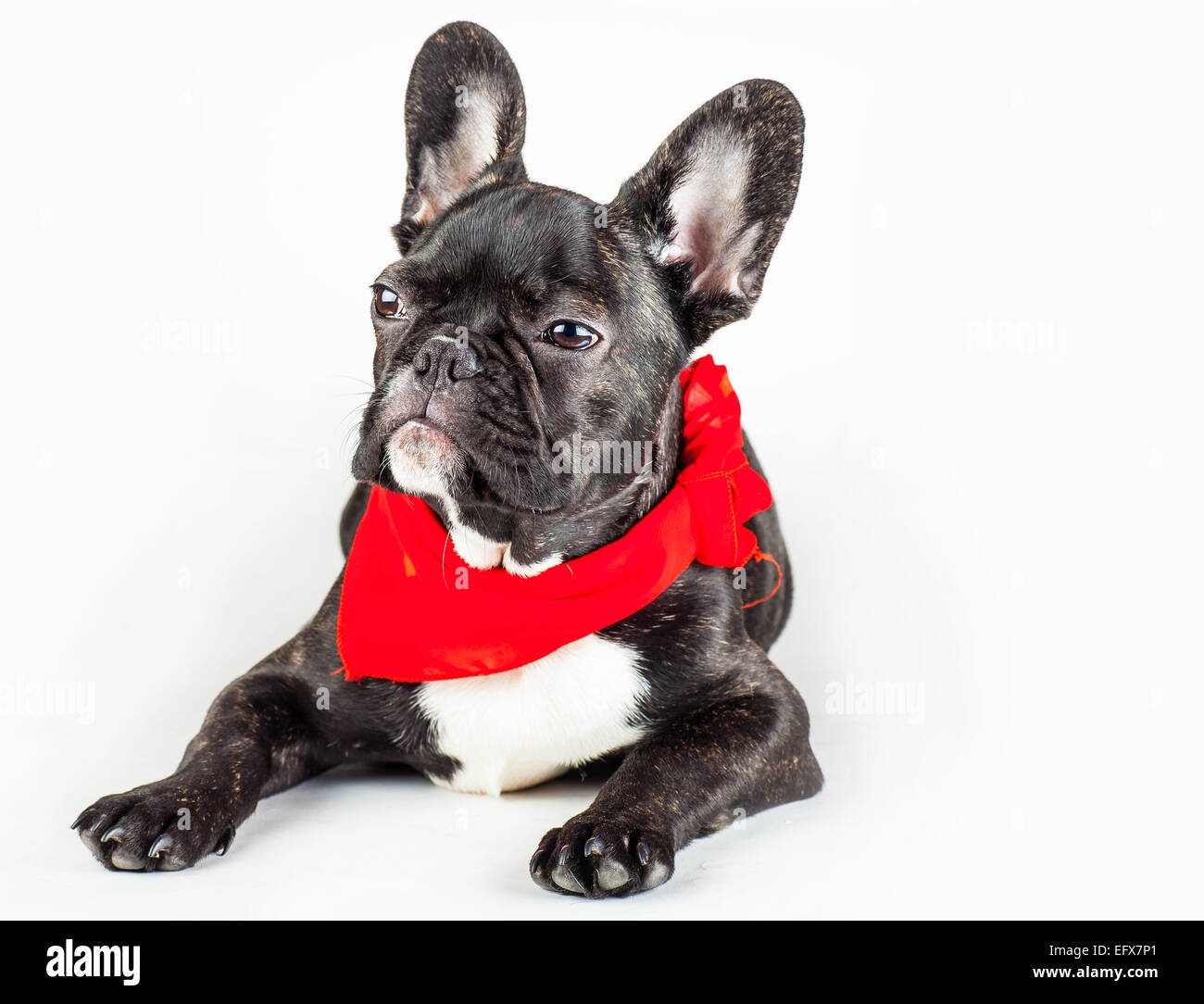 Bulldog francese cucciolo in una sciarpa rossa intorno al suo collo Foto Stock