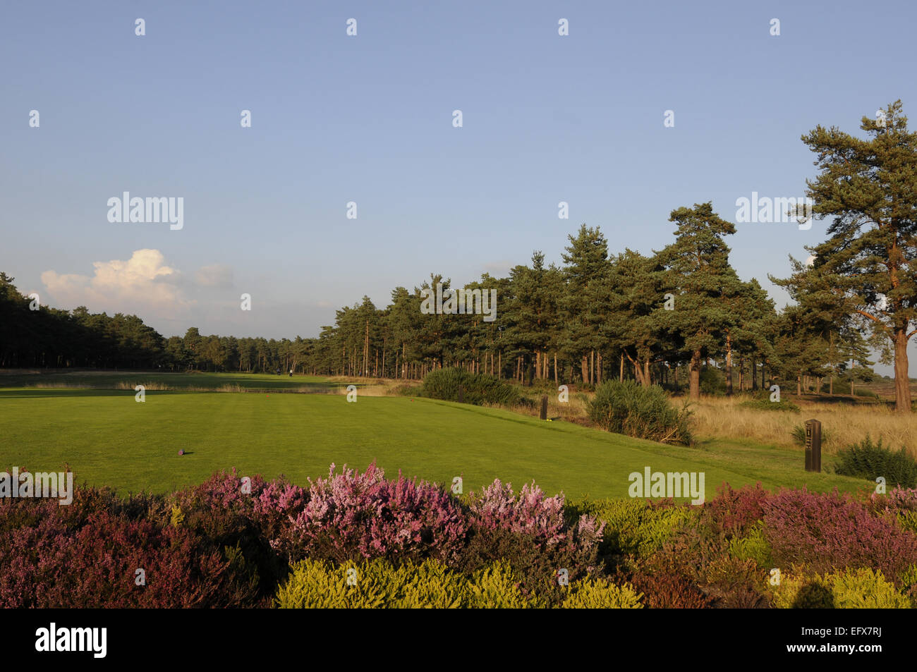 Vista di eriche al primo tee e fairway comune Hankley Golf Club Farnham Surrey in Inghilterra Foto Stock