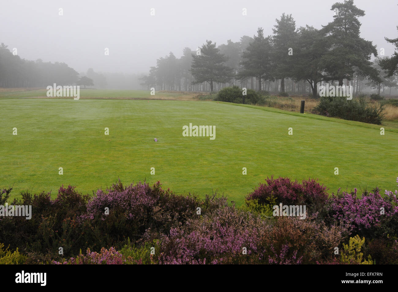 Vista di eriche al primo tee e fairway su una mattinata nebbiosa comune Hankley Golf Club Farnham Surrey in Inghilterra Foto Stock