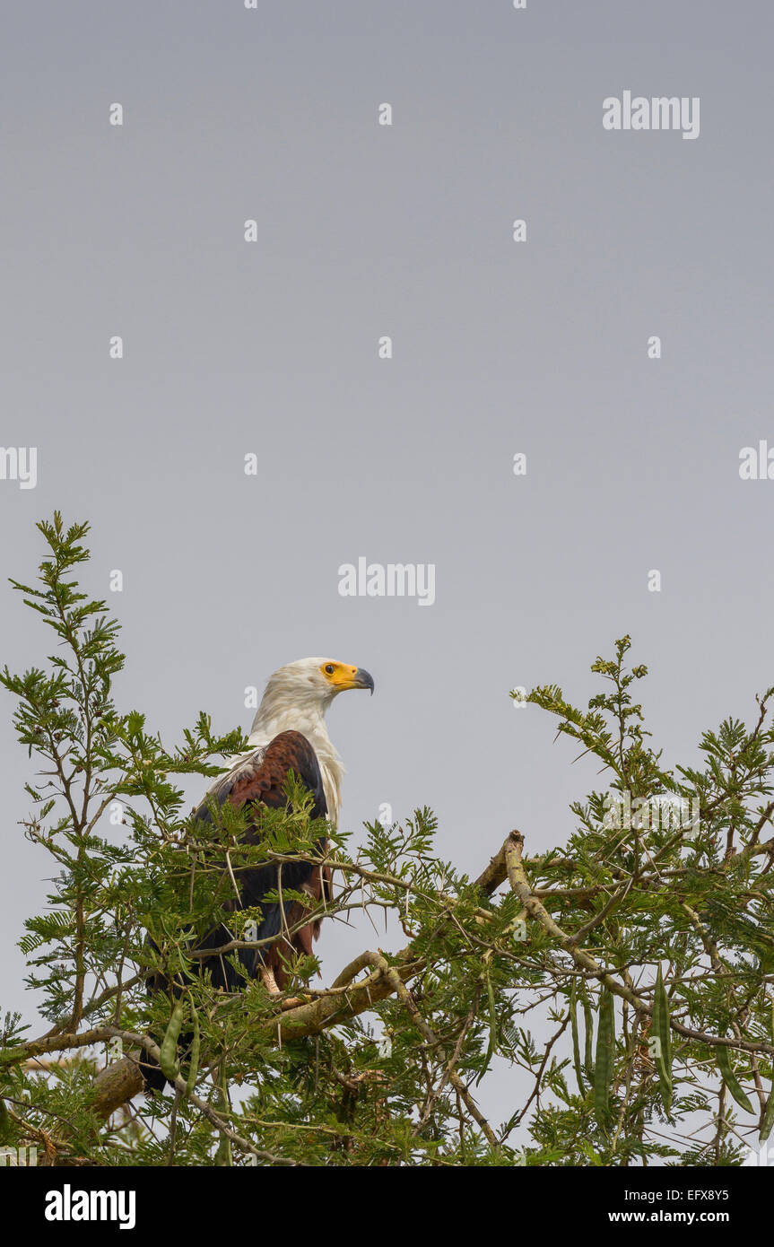 East African wildlife un uccello da preda - pesce africano (mare) eagle (Haliaeetus vocifer) appollaiato su un albero di acacia. Foto Stock