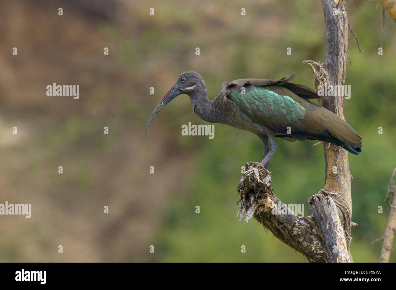 East African wildlife: un hadeda hadada ibis Bostrychia hagedash appollaiato sul ramo fronda tree. Foto Stock