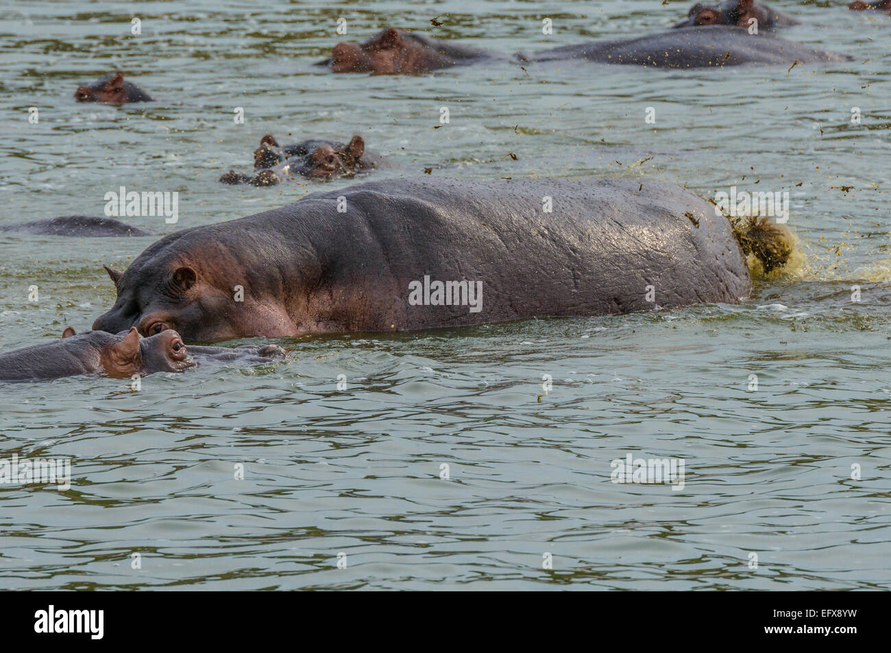 Un ippopotamo ippopotamo sterco-scagliare utilizzando la coda per rompere sollevano feci feci escrementi mentre parzialmente sommerso nel lago. Foto Stock