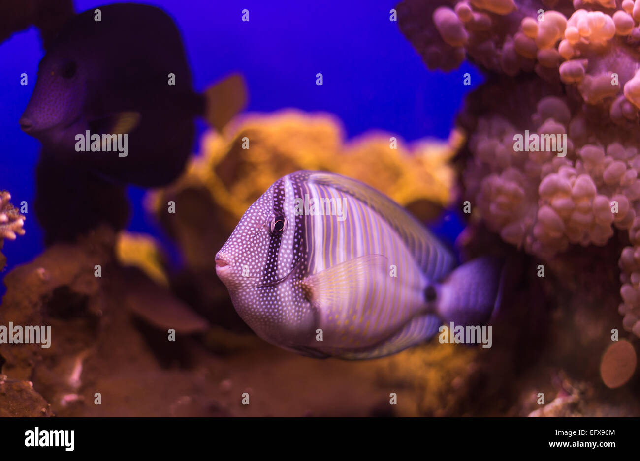 Pesce il mondo sottomarino del Mar Rosso Foto Stock