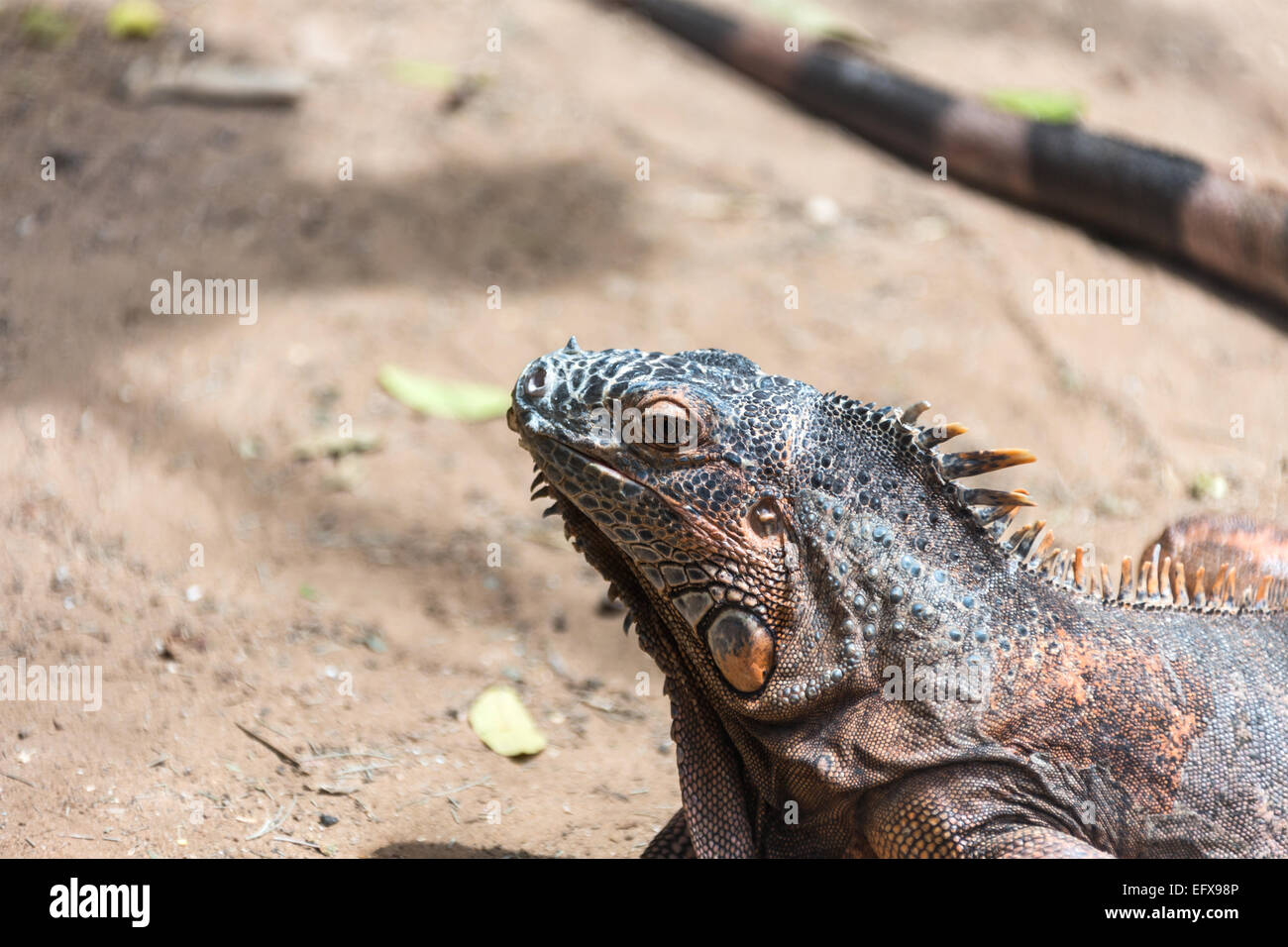 Iguana closeup sulla natura giorno di estate Foto Stock