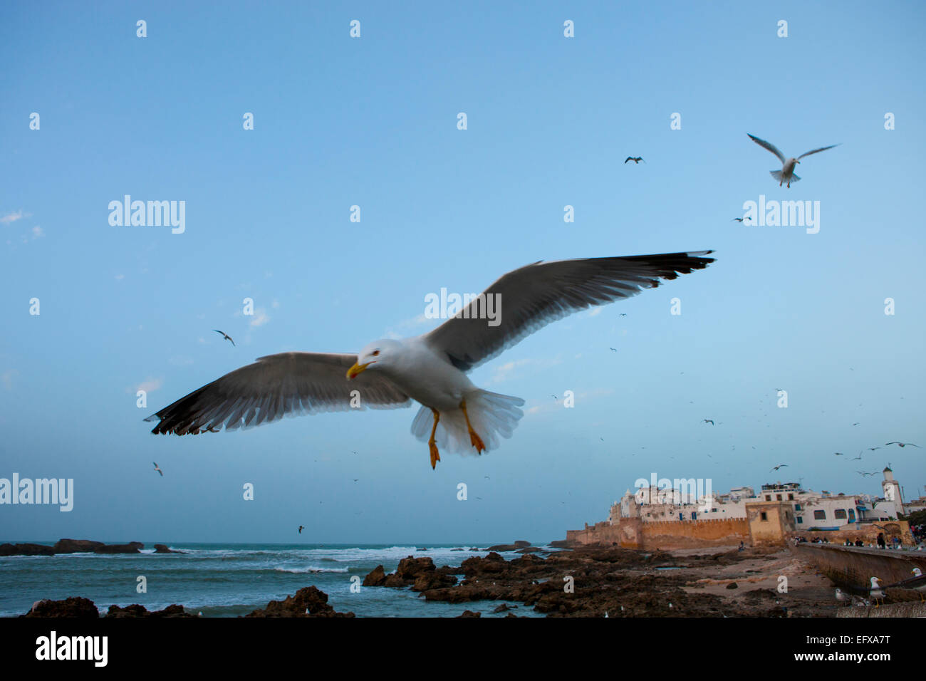 Close up sea gull davanti della costiera fort, Essaouira, Marocco Foto Stock