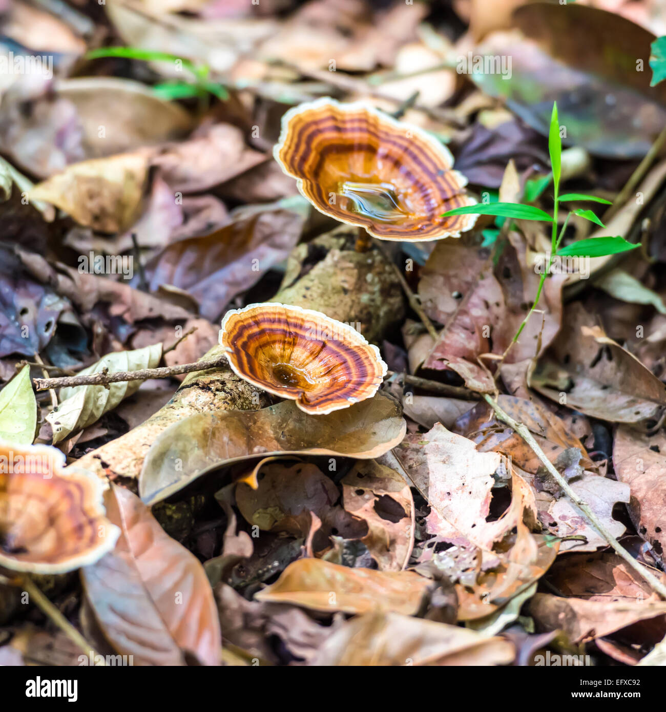 Selvatica a strisce marrone di funghi che crescono in una foresta di India, primo piano Foto Stock