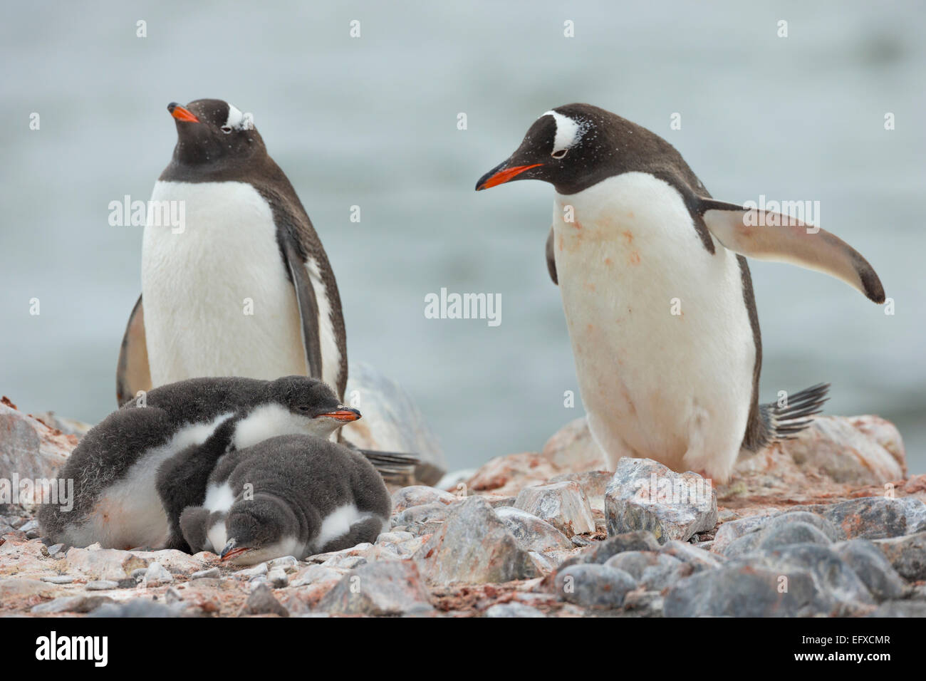 Gentoo penguin Pygoscelis papua, famiglia al nido pietroso sito, Livingston Island, Antartide in gennaio. Foto Stock