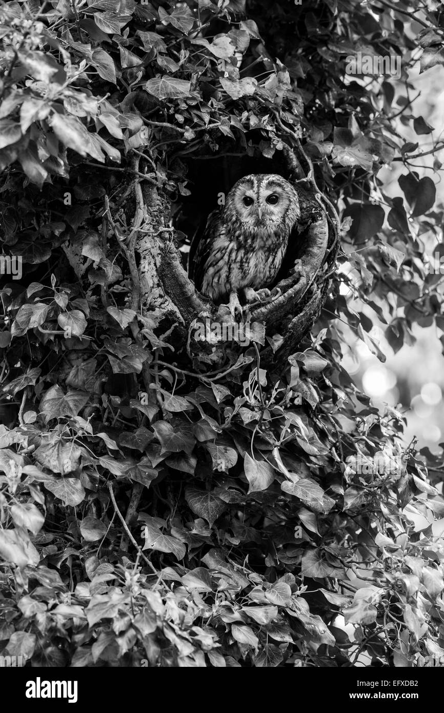 Allocco Strix aluco (prigioniero), adulto maschio, appollaiato nel bosco foro albero, Hawk Conservancy Trust, Hampshire, Regno Unito in aprile. Foto Stock