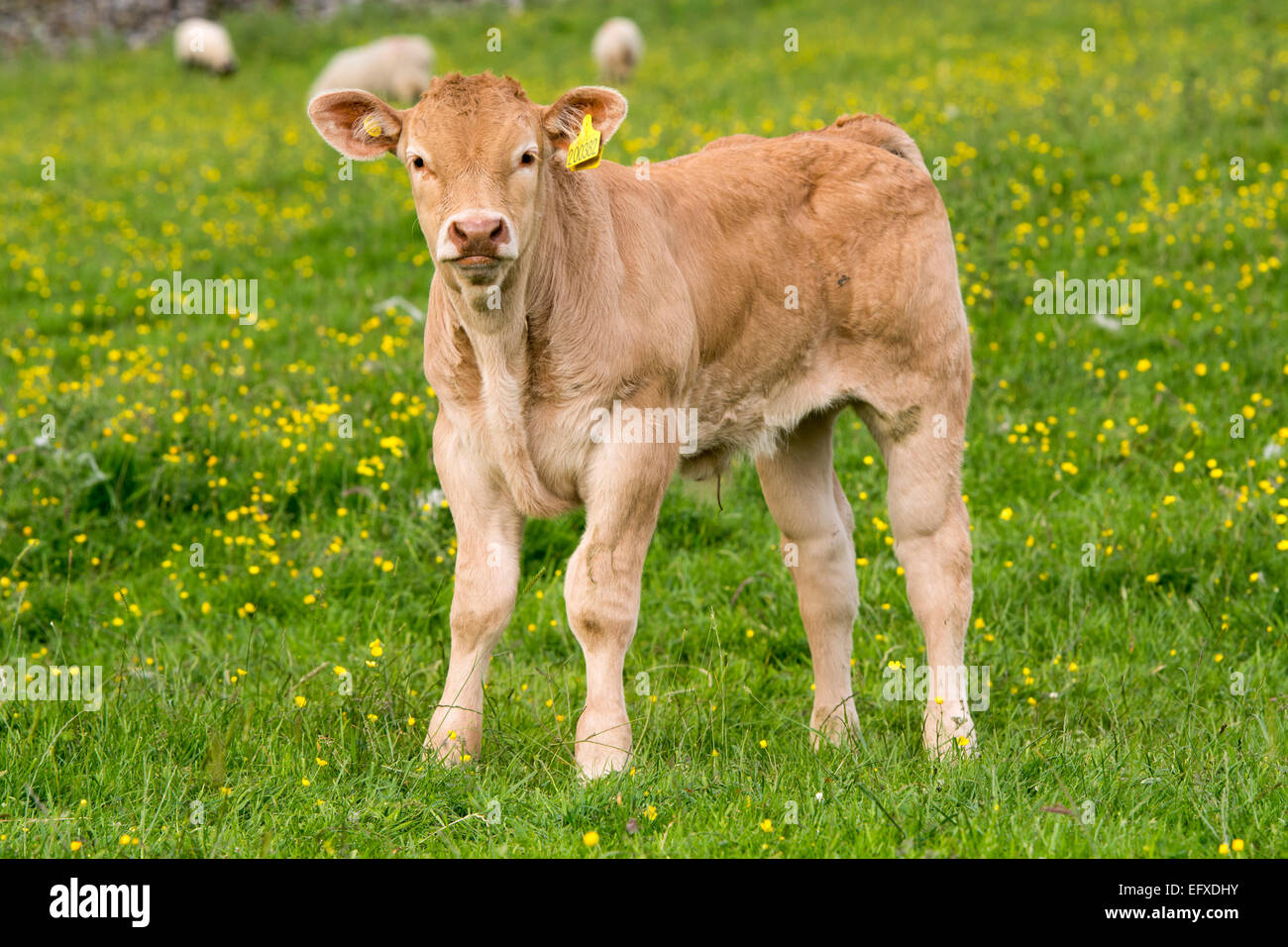 Blonde d'Aquataine vitelli sui pascoli di montagna, Cumbria, Regno Unito. Foto Stock