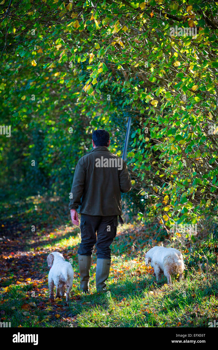 Uomo con fucile da caccia la caccia nel bosco con clumber spaniel bracchi, Oxfordshire, Inghilterra Foto Stock