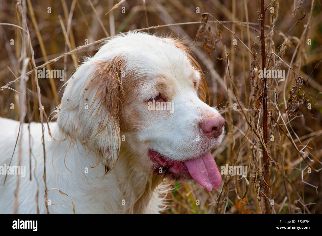 Ritratto di clumber spaniel cane con la lingua di fuori in una palude, Oxfordshire, Inghilterra Foto Stock