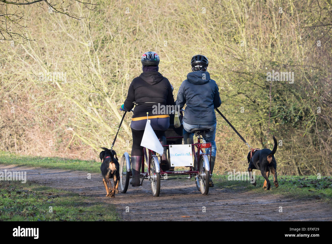 Due persone in sella a quattro ruote bicicletta con cani su fili Milton Park Milton Cambridgeshire Inghilterra Foto Stock