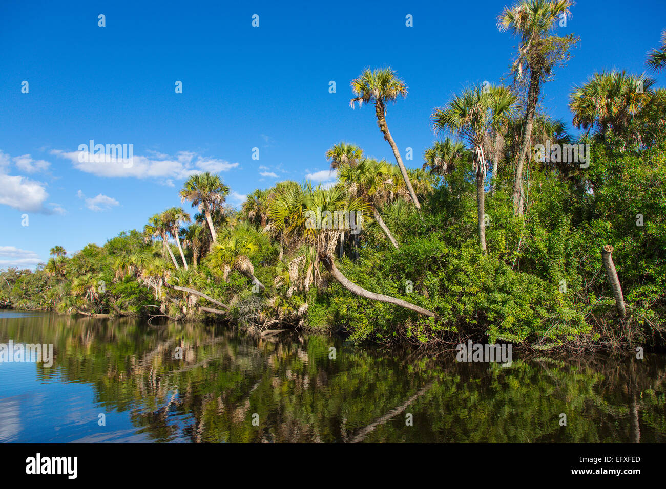 Una giungla tropicale wild Myakka River nella contea di Sarasota in Florida Venezia Foto Stock