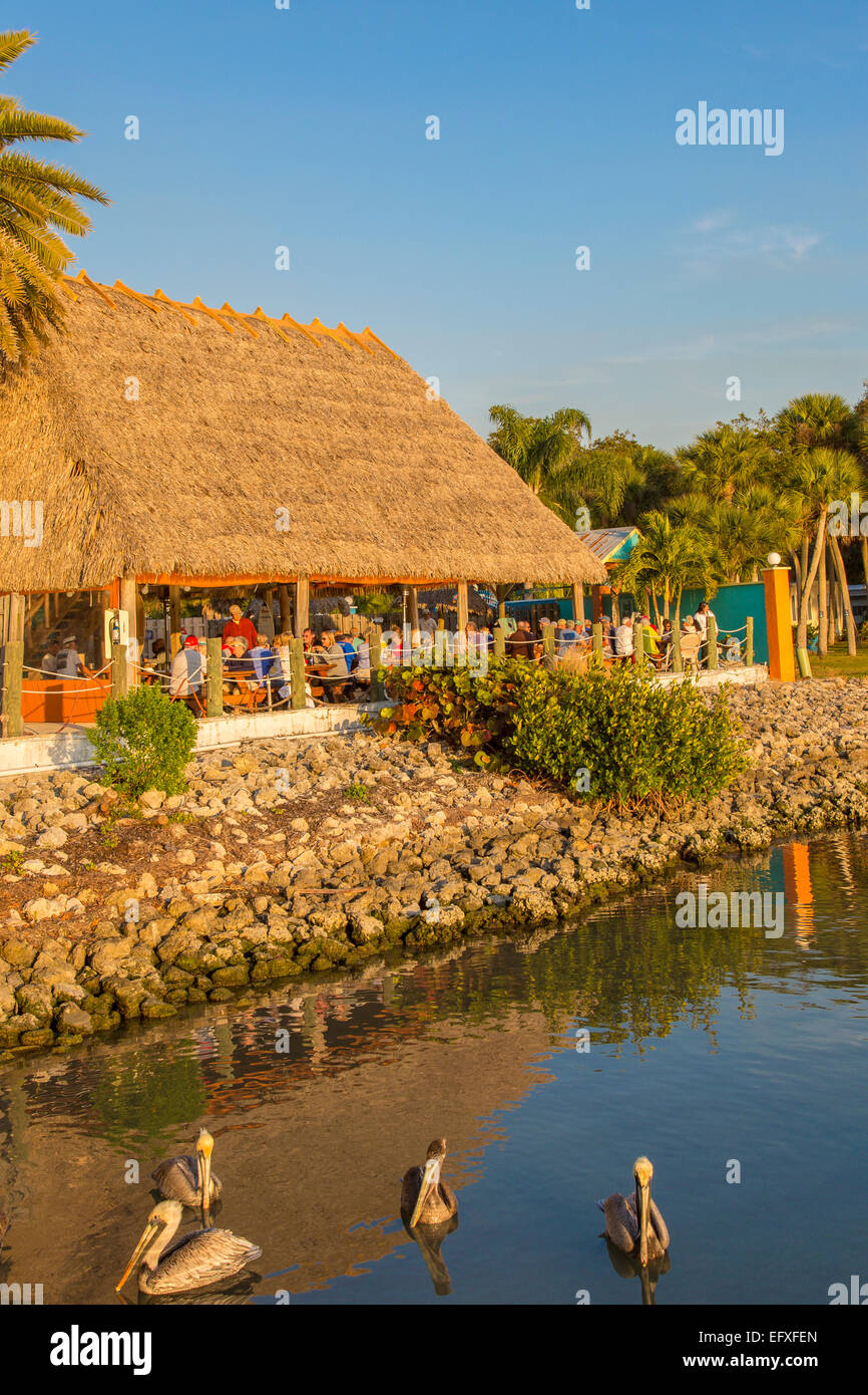 Pellicani in acqua nella parte anteriore del moncone Pass Grill e Bar Tiki sulla baia di limone in Englewood Florida Foto Stock