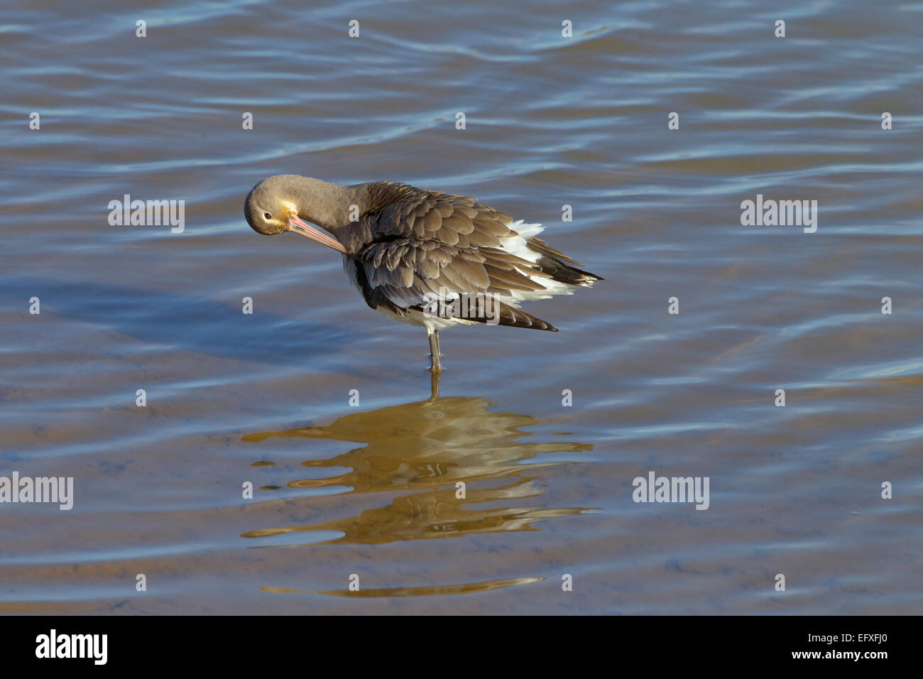 Nero-tailed Godwit Limosa limosa preening in piscina costiera Foto Stock