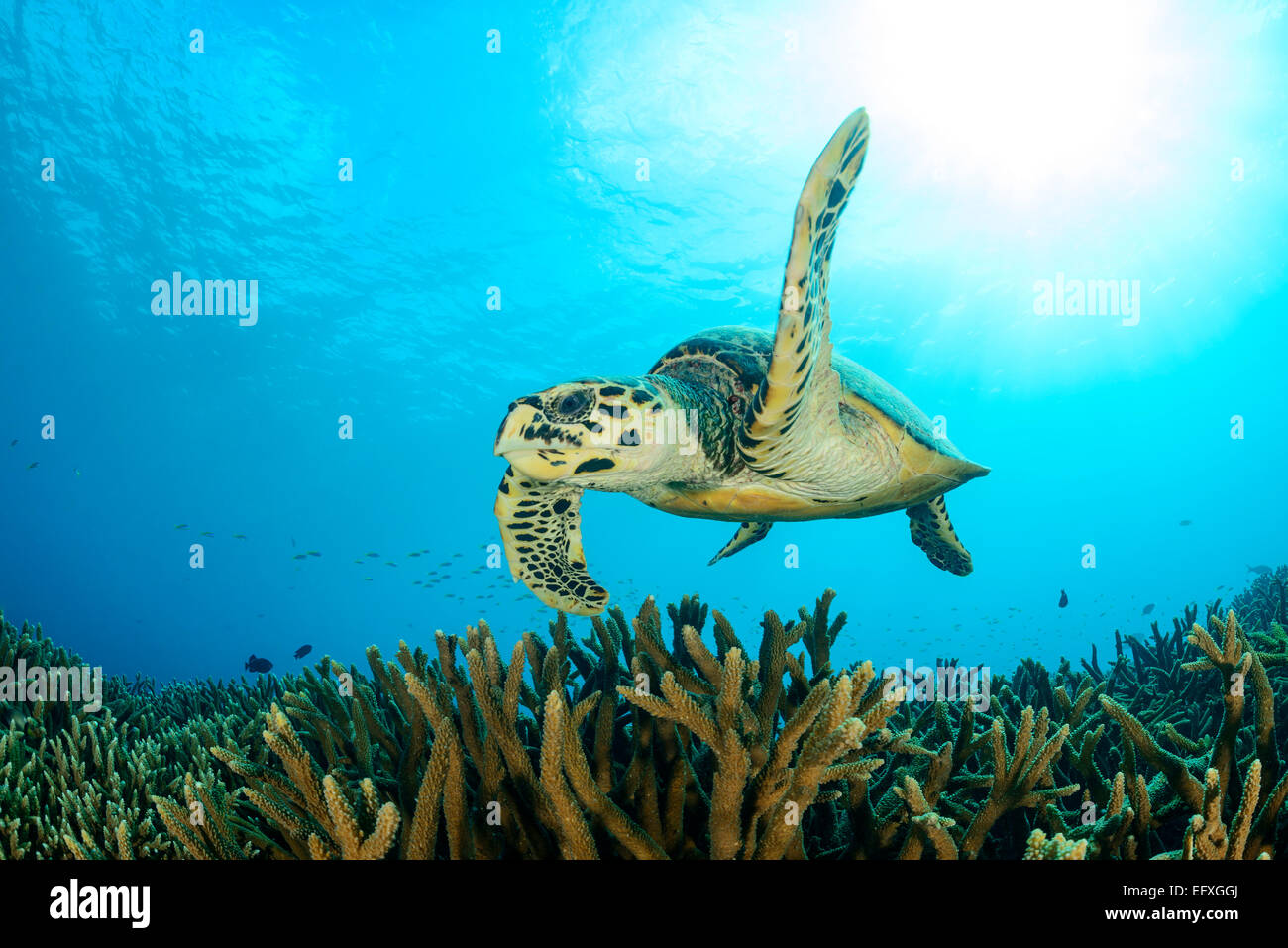 Eretmochelys imbricata, hawksbill tartarughe marine, Maradhoo, atollo di Addu, Maldive, Oceano Indiano Foto Stock