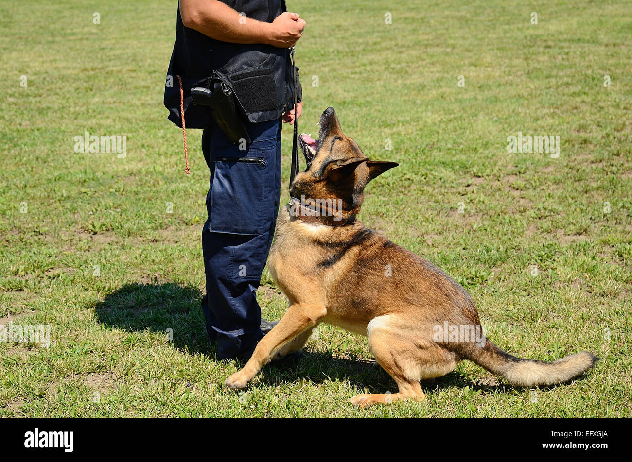 K9 funzionario di polizia con il suo cane in formazione Foto Stock