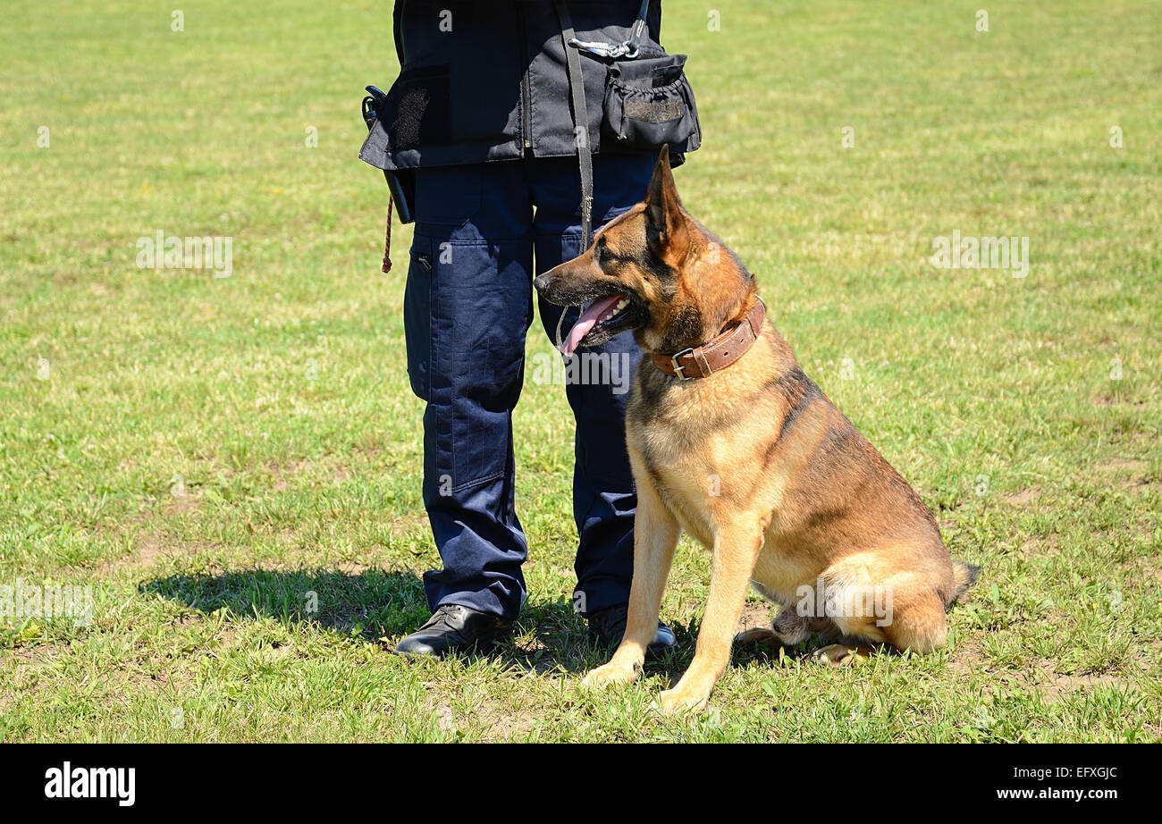 K9 funzionario di polizia con il suo cane in formazione Foto Stock
