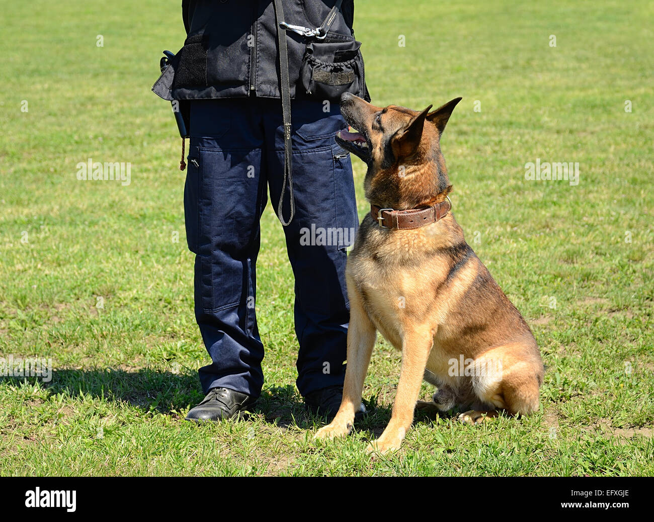 K9 funzionario di polizia con il suo cane in formazione Foto Stock