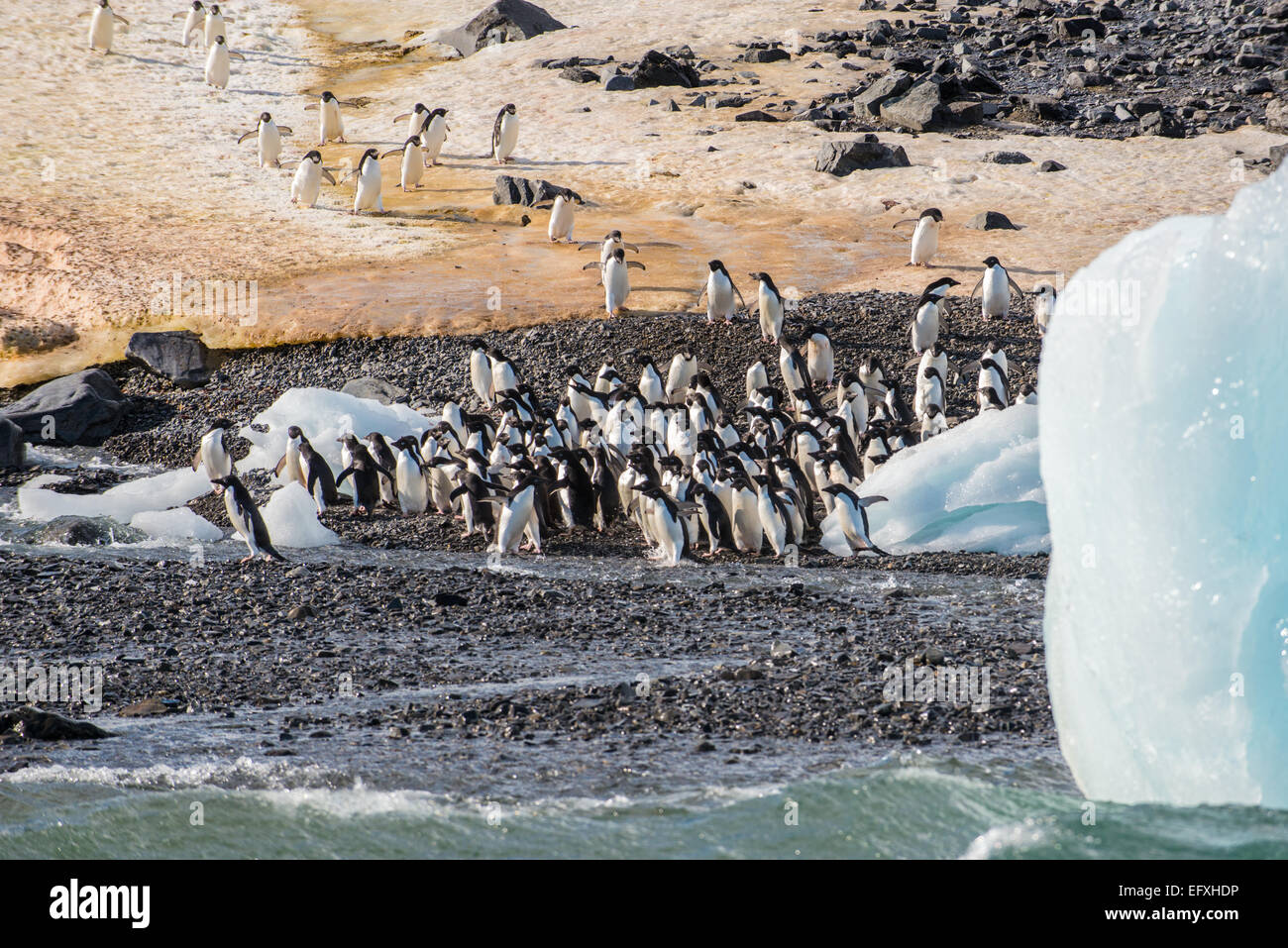 Adelie penguin (Pygoscelis adeliae) Colonia a Hope Bay, Trinità Penisola, Penisola Antartica Foto Stock