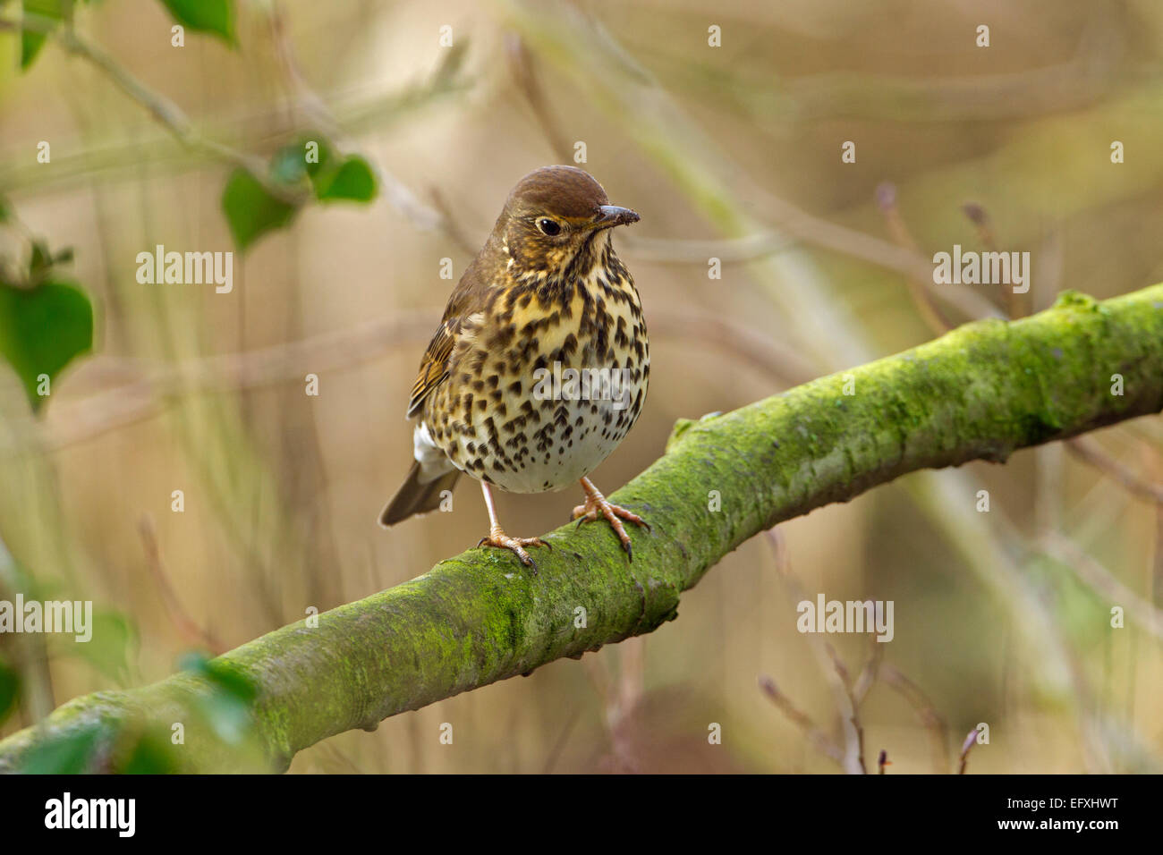 Tordo Bottaccio Turdus philomelos nella siepe Foto Stock