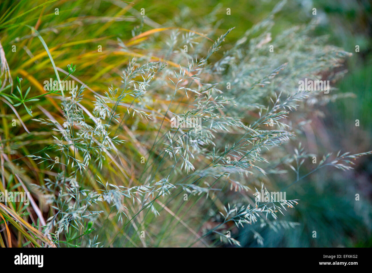 Close up di erbe sul tetto seedum Foto Stock