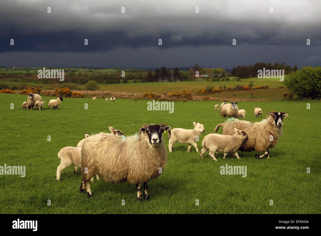 Un gregge di pecore, compresi gli agnelli e le loro madri cavort sotto un cielo in tempesta in un campo verde in Irlanda del Nord in primavera. Foto Stock