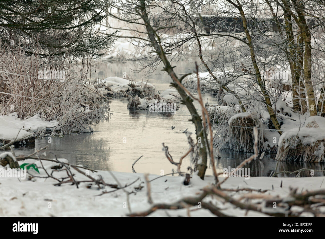 Congelato stagno tra alberi di betulla e neve Foto Stock