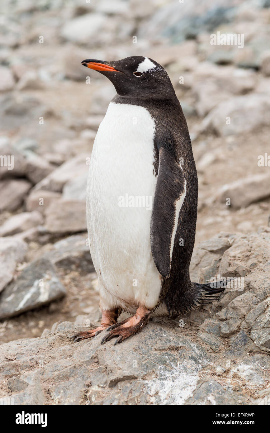 Pinguino Gentoo a Neko Harbour, Penisola Antartica, Andvord Bay, sulla costa occidentale di Graham Land Foto Stock