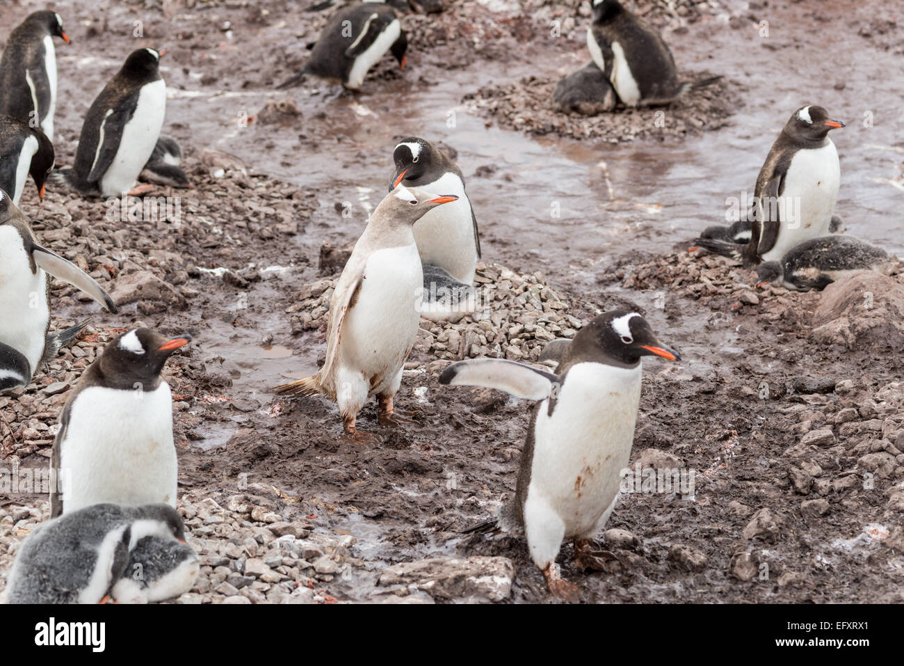 Leucistic pinguino Gentoo si mischia con pimented normalmente i membri della colonia a Neko Harbour, Penisola Antartica, Andvord Bay, su Foto Stock