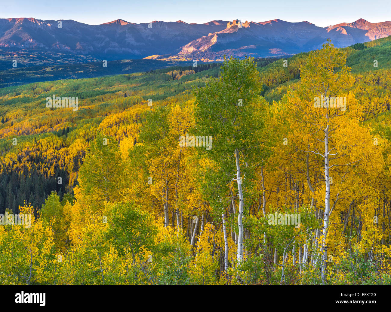 La Foresta Nazionale di Gunnison, Colorado: Su vista dall'Ohio Pass con aspen (Populus tremuloides) oliveti in autunno a colori Foto Stock