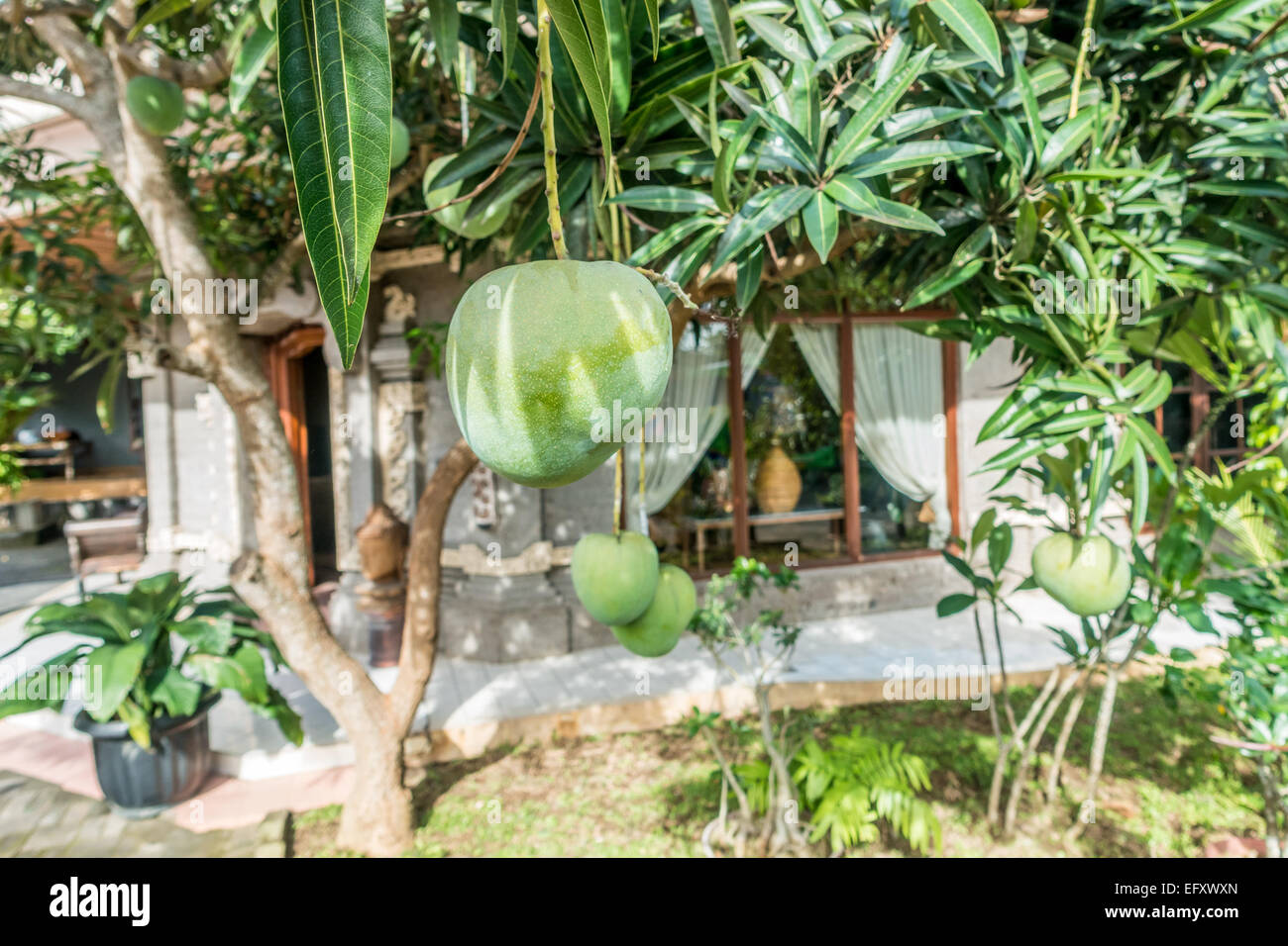 Alberi di mango e frutta (Mangifera indica) a Bali, in Indonesia Foto Stock