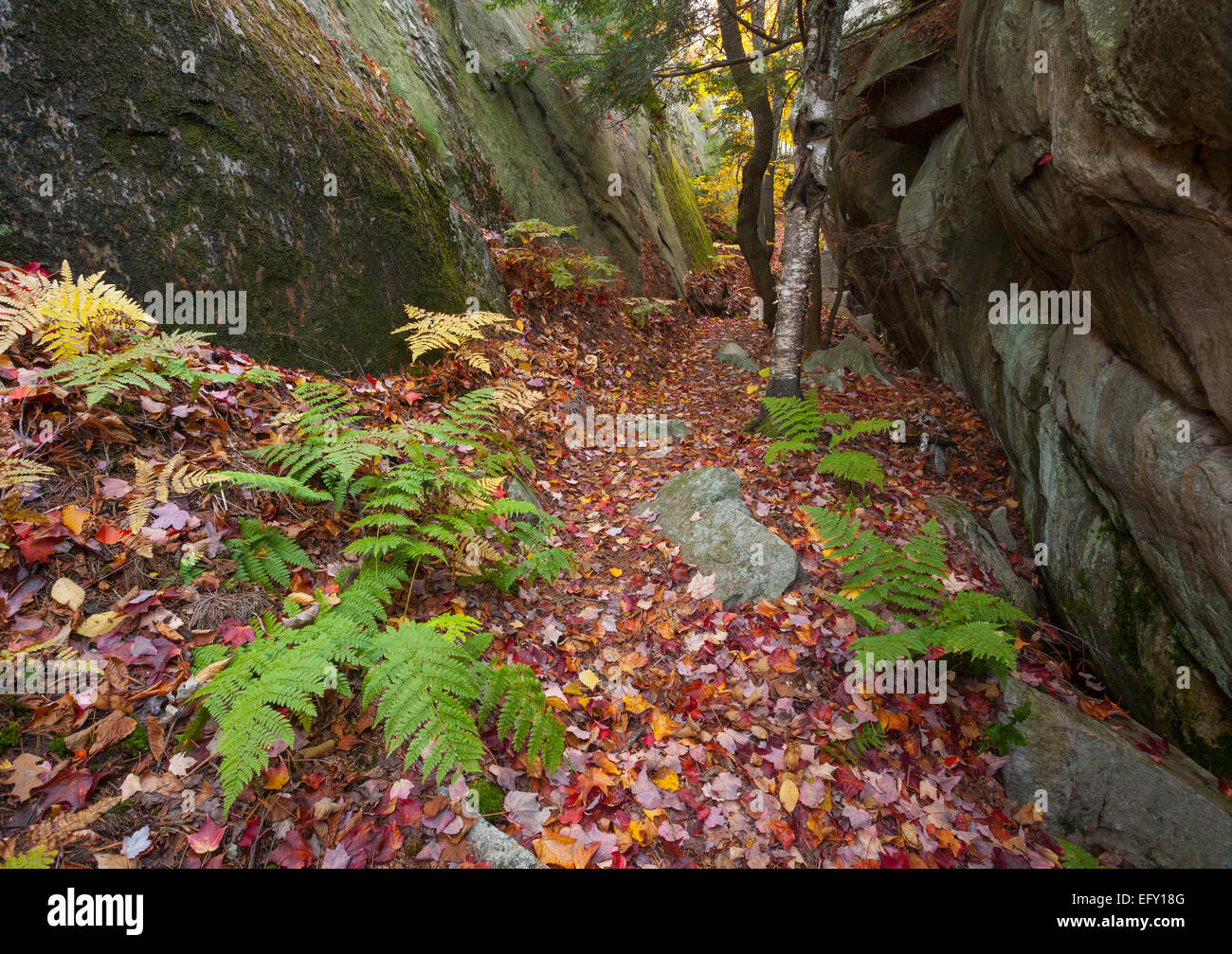 Pteridium aquilinum (orientale Bracken) linee un sentiero durante l'autunno in Killarney Provincial Park, Ontario, Canada. Foto Stock