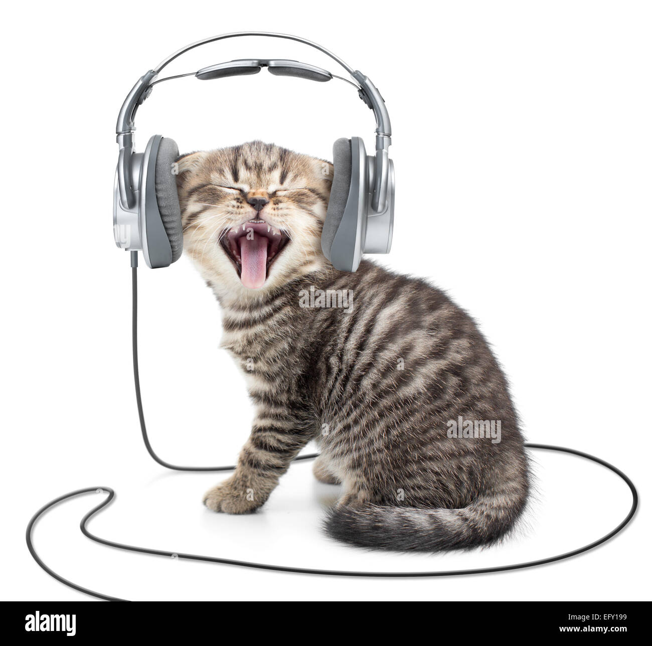 Il canto gattino gatto in le cuffie cablate ascolto di musica Foto Stock