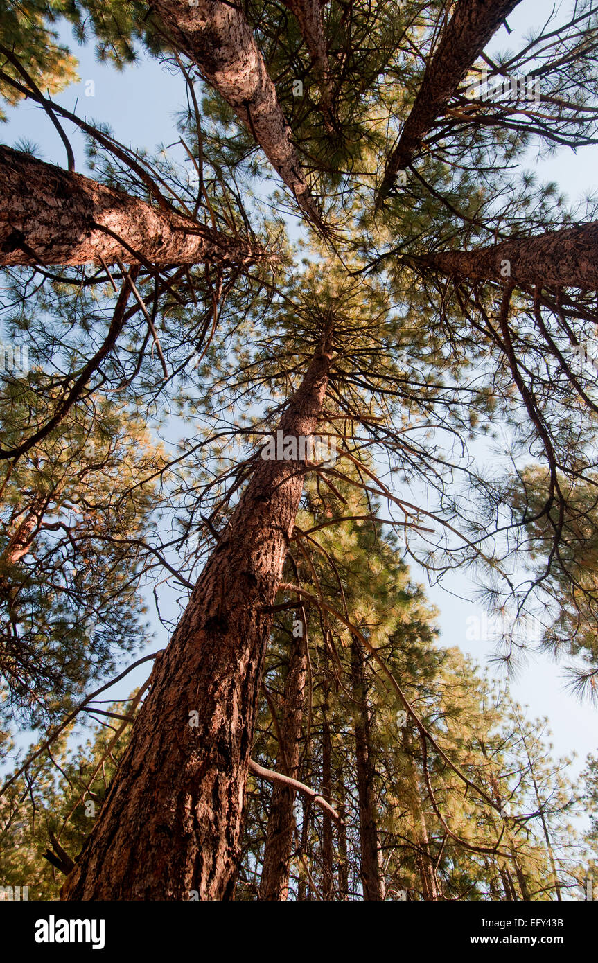 Ponderosa Pine grove sul Medio Forcella del fiume di salmoni nella chiesa di Frank - River of No Return Wilderness Idaho Foto Stock