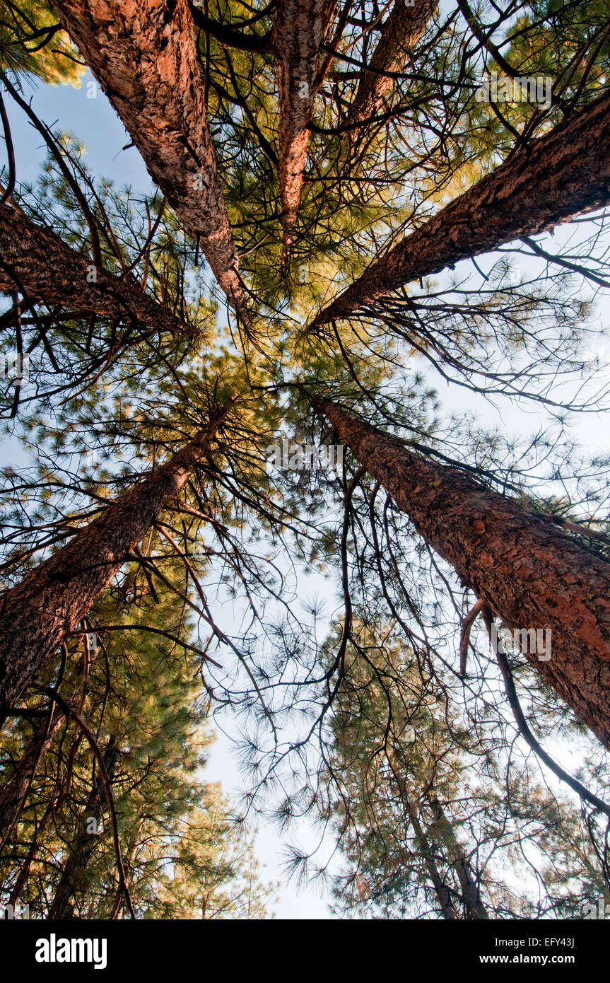 Ponderosa Pine grove sul Medio Forcella del fiume di salmoni nella chiesa di Frank - River of No Return Wilderness Idaho Foto Stock