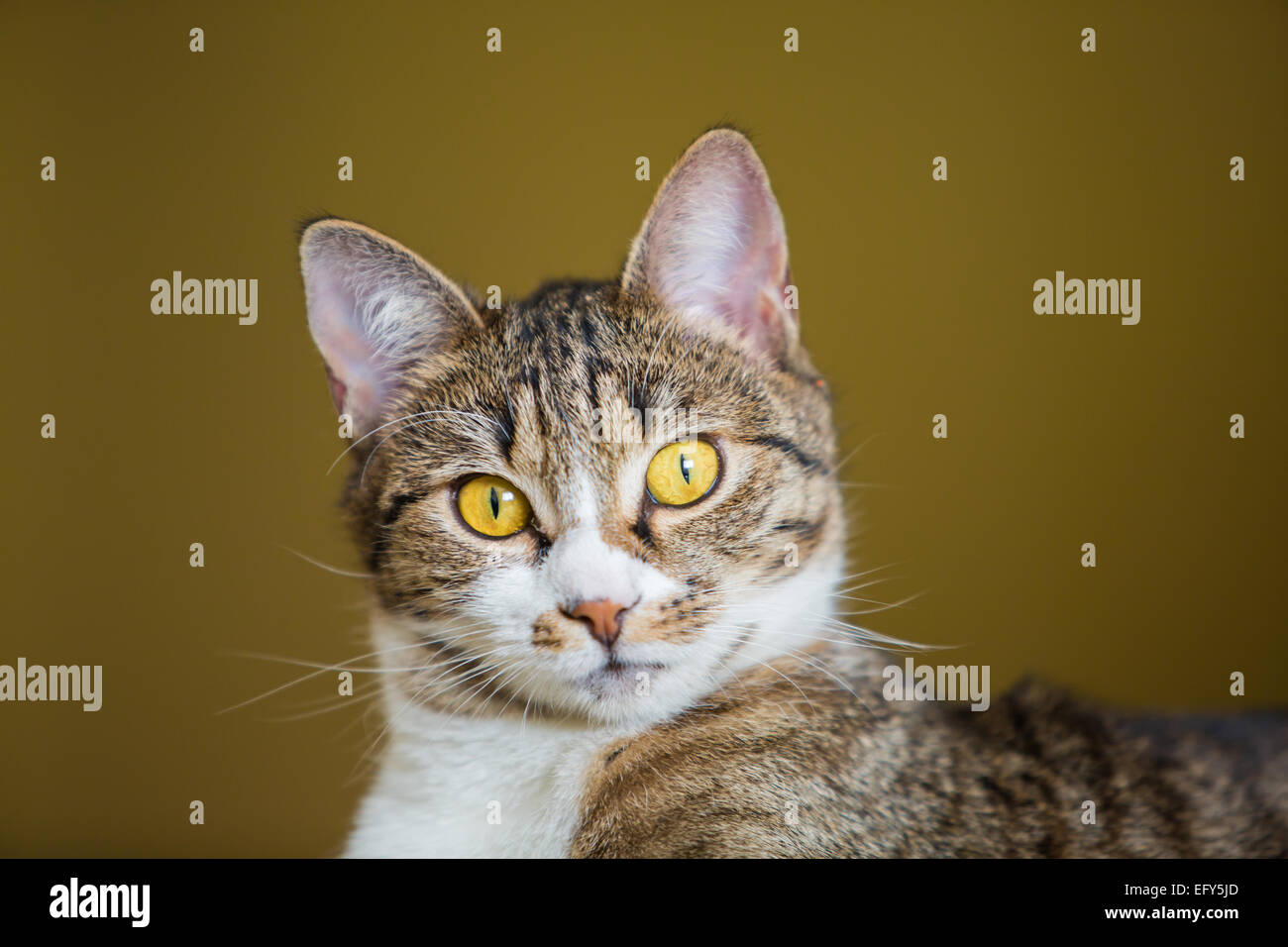 Close up di mentire tabby gatto con gli occhi verdi Foto Stock