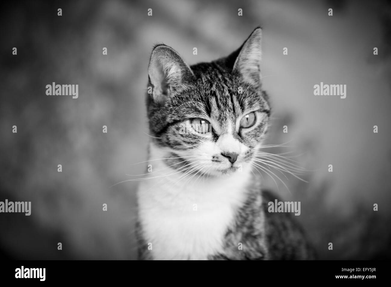 Close up di mentire tabby gatto con gli occhi verdi Foto Stock