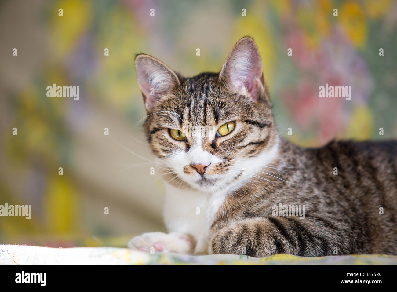 Close up di mentire tabby gatto con gli occhi verdi Foto Stock