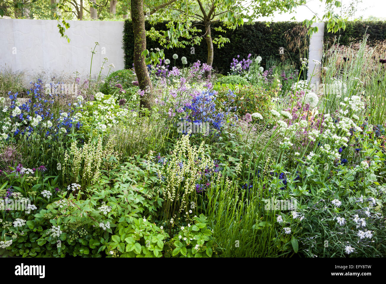 Zelkova serrata e frontiere misti con erbe e piante perenni - M & G giardino, il Chelsea Flower Show 2014, Design: Cleve W Foto Stock