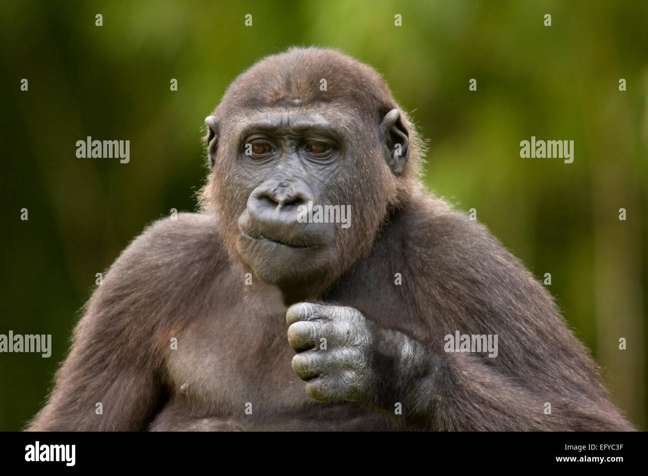 Western Gorilla (Gorilla gorilla), Foto Stock