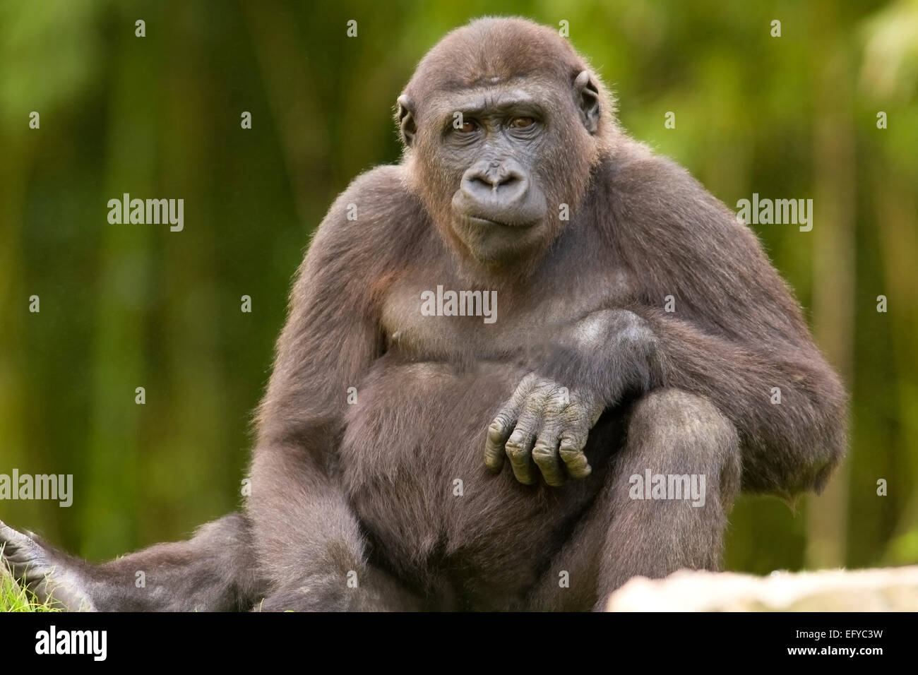 Western Gorilla (Gorilla gorilla), Foto Stock