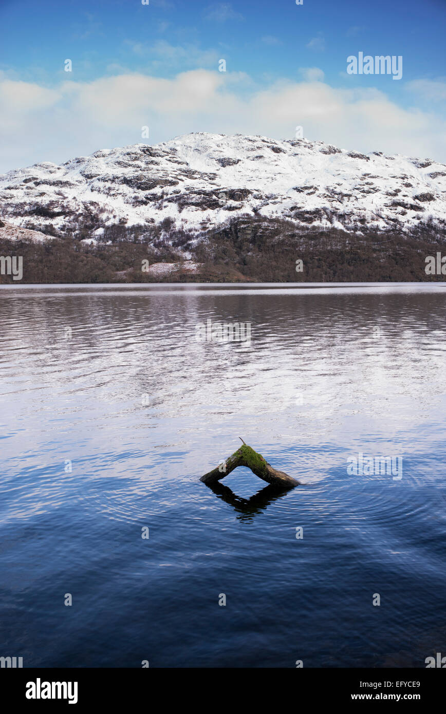 Ramo di albero sporgente del Loch Lomond in inverno. Argyll and Bute, Stirling, Scozia. Foto Stock