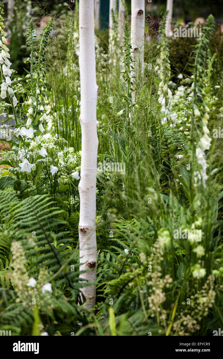 Betula utilis var. jacquemontii crescente tra white foxgloves, erbe e felci Foto Stock