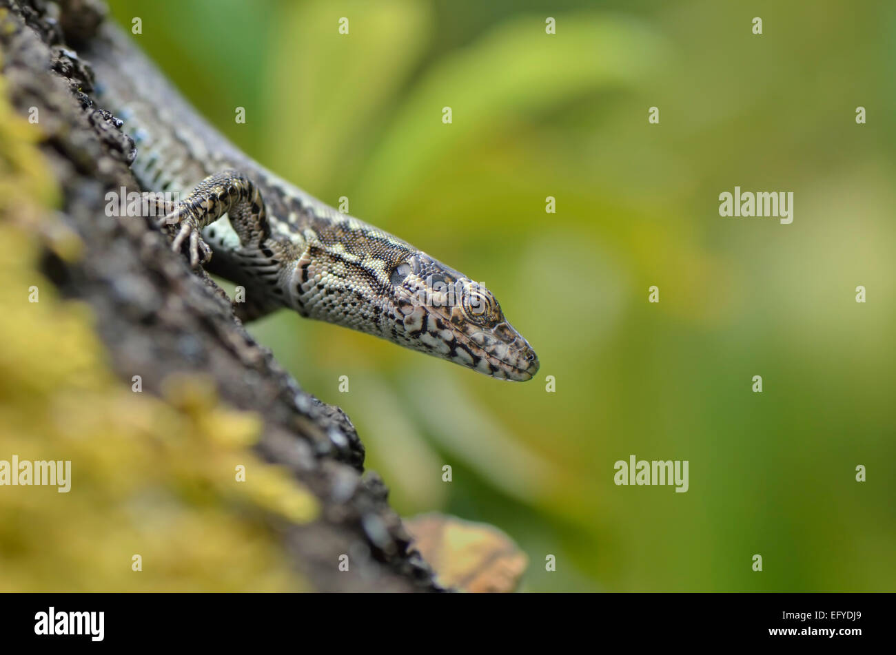 Porträt einer ausgewachsenen Mauereidechse (Podarcis muralis maculiventris) in der Seitenansicht, della Garfagnana, Toskana, Italien Foto Stock