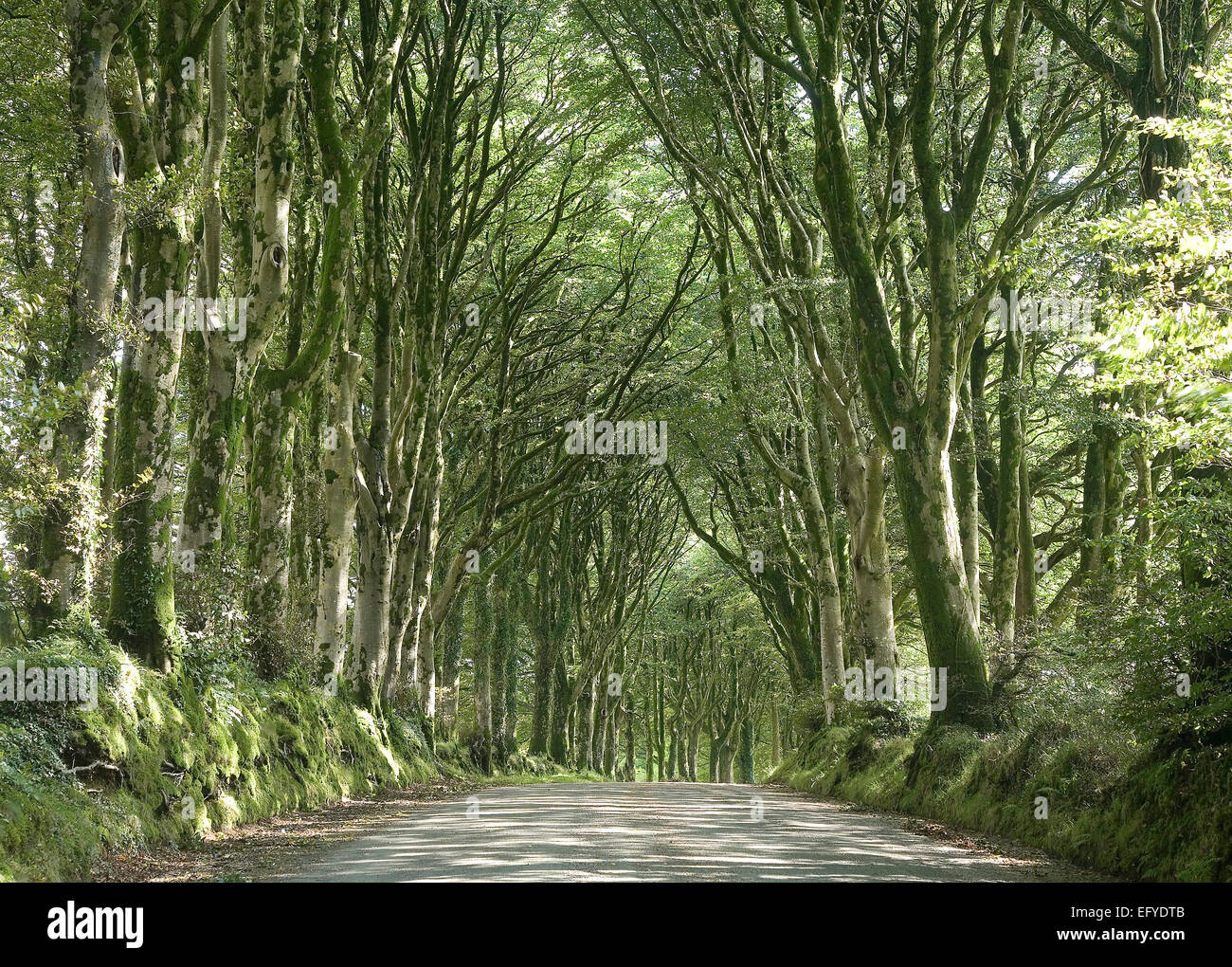 Beech avenue, England, Regno Unito Foto Stock